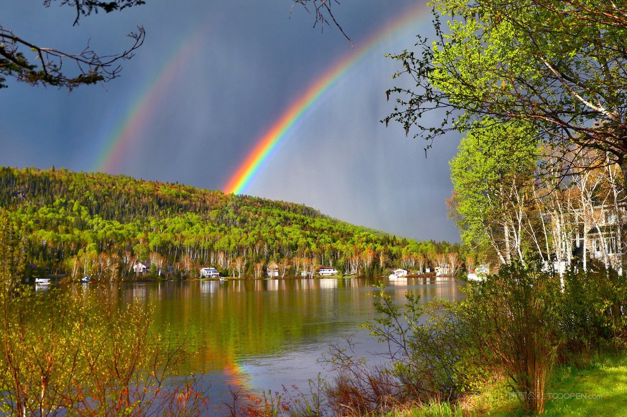 湖泊白桦树白桦林风景画