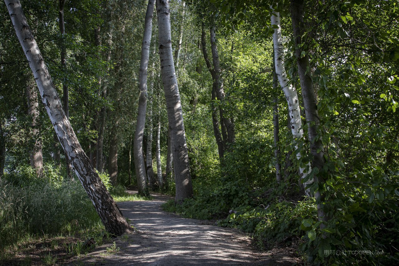 白桦树白桦林道路风景画图片