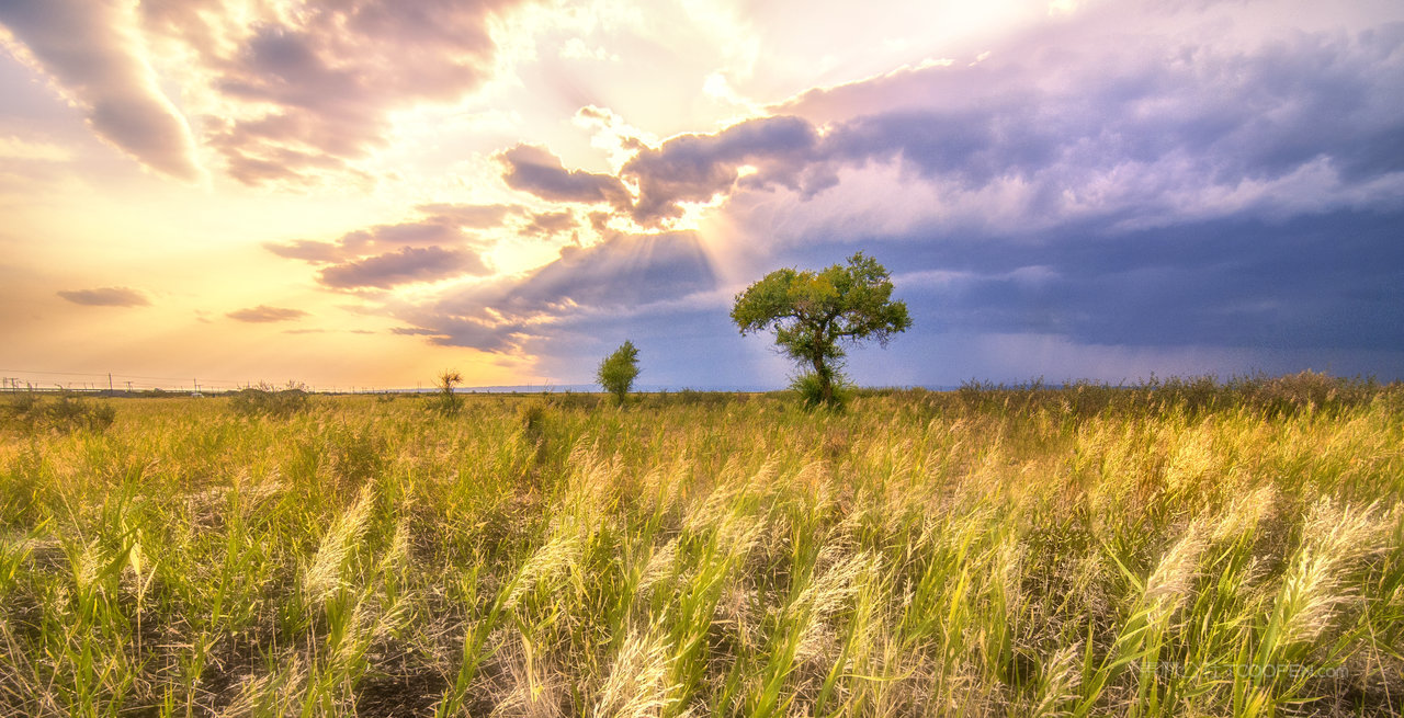 唯美芦苇丛风景画图片