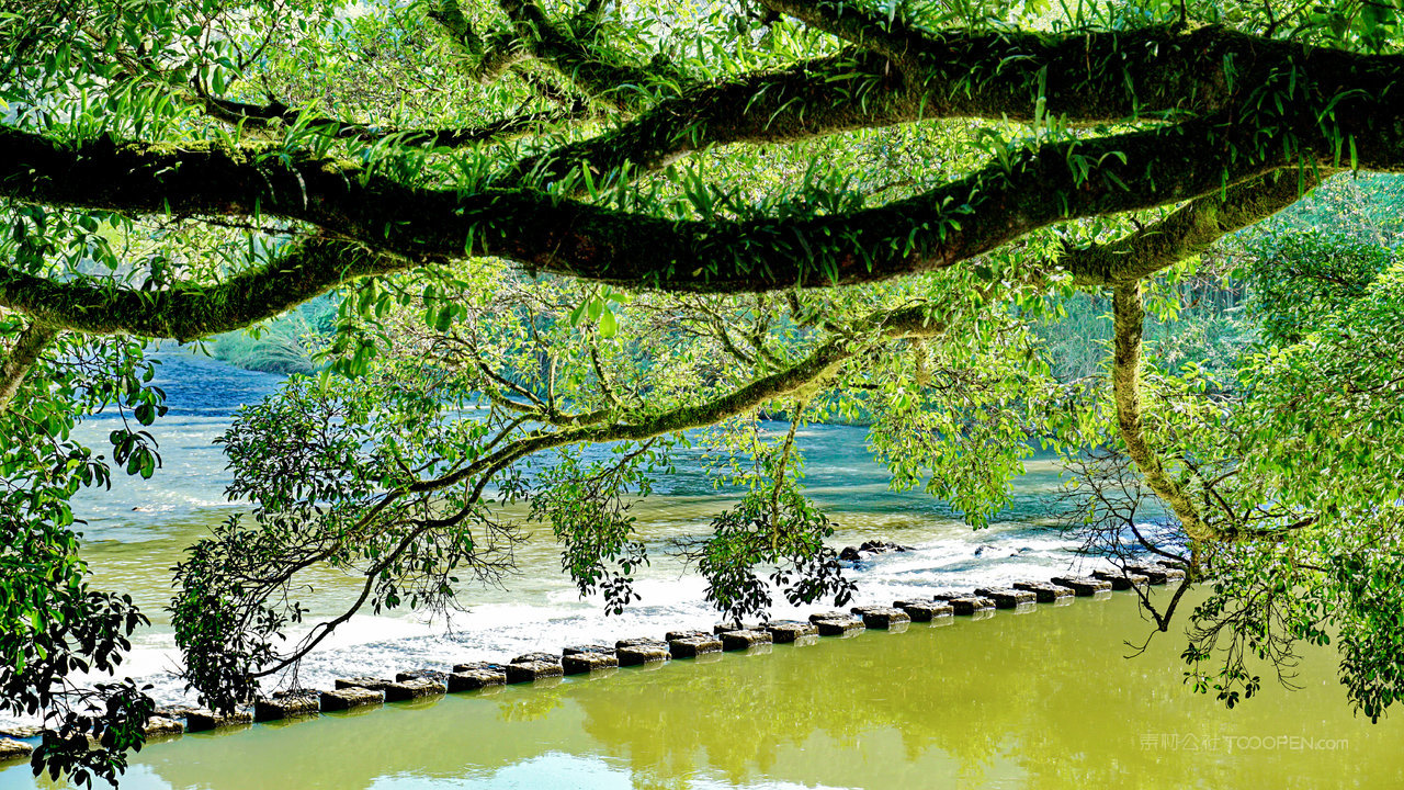 树林大树风景画摄影图