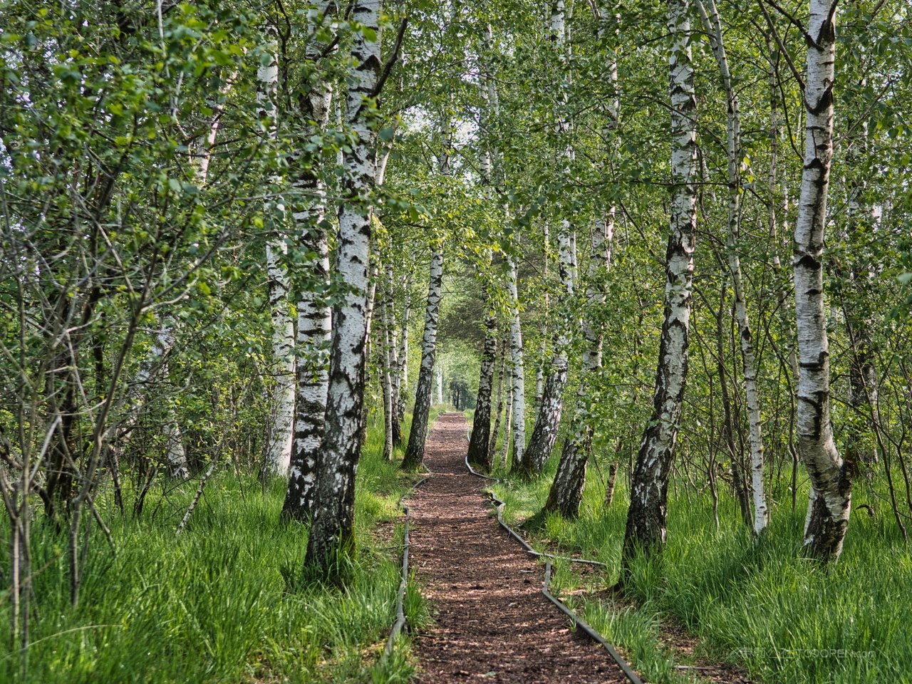 白桦树白桦林小道风景画图片