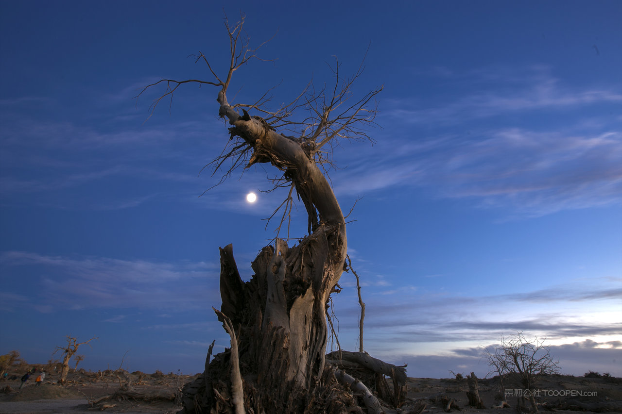 枯树林傍晚风光