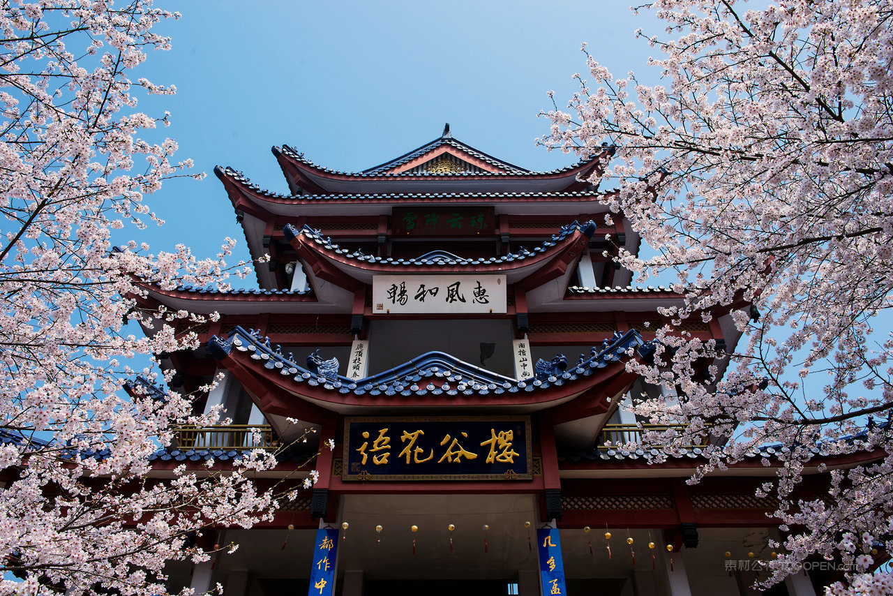 樱花树下的樱谷花语