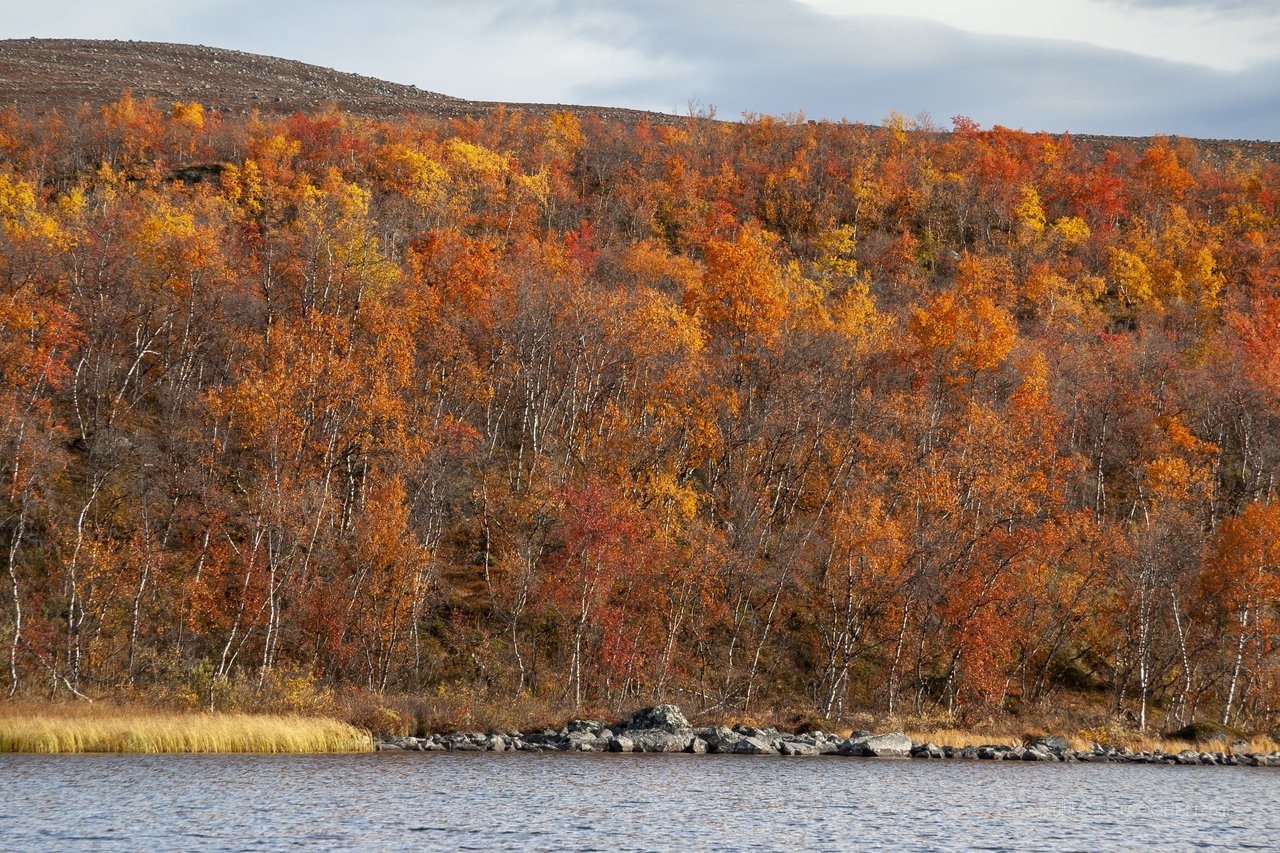 白桦树树林高清风景画图片