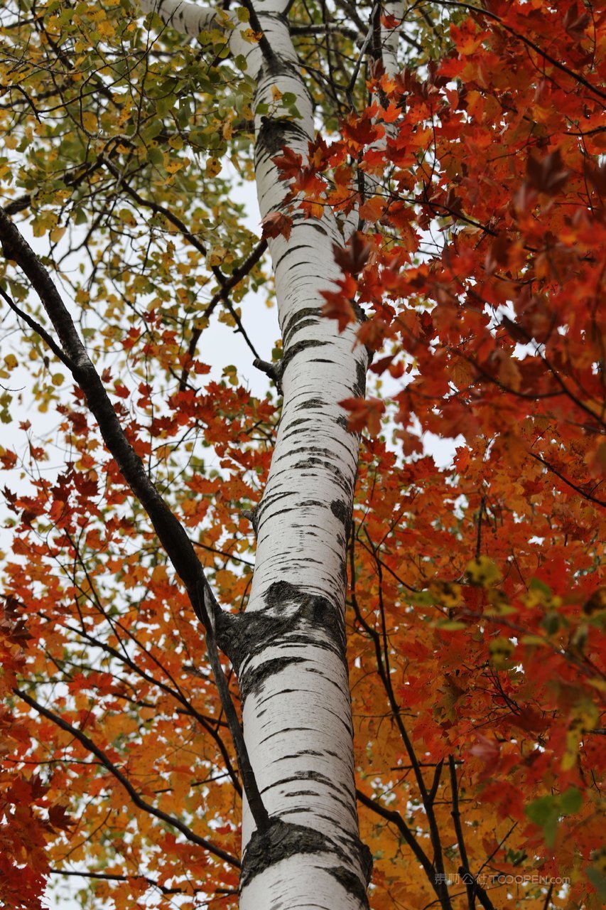 白桦树大树树林风景画图片