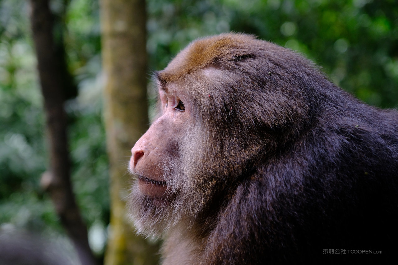 峨眉山动物摄影图片