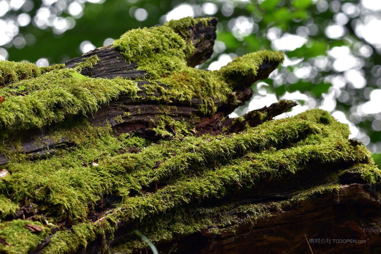 高清风景画树木苔藓图片