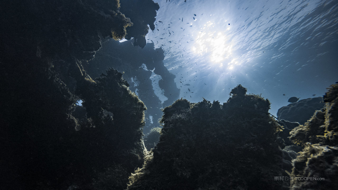 海底珊瑚游鱼高清摄影风景画