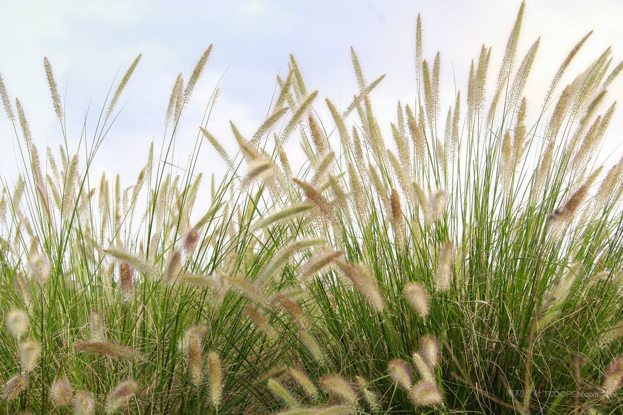 高清芦苇丛风景画