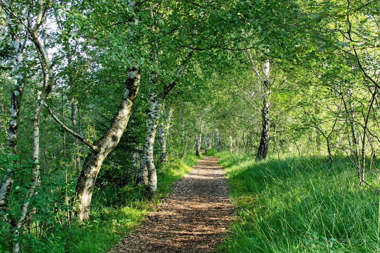 白桦树小道白桦林风景画图片