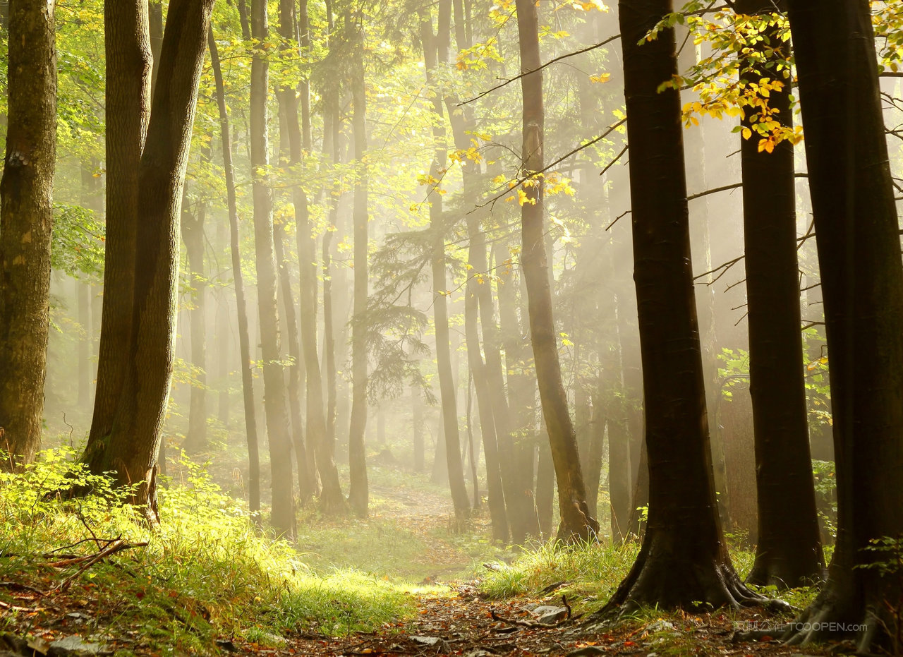 薄雾森林风景画图片