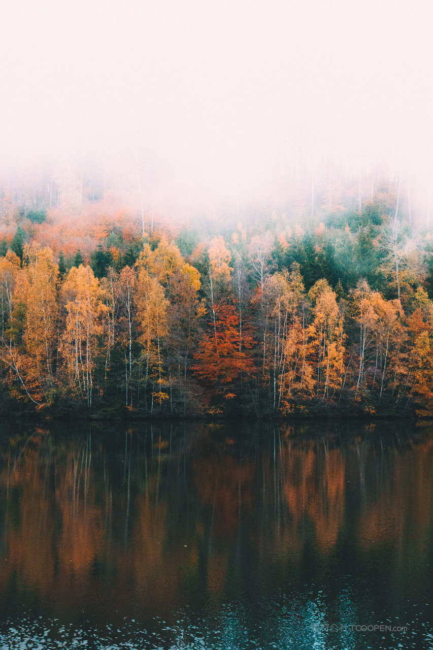 湖畔树林森林风景画图片