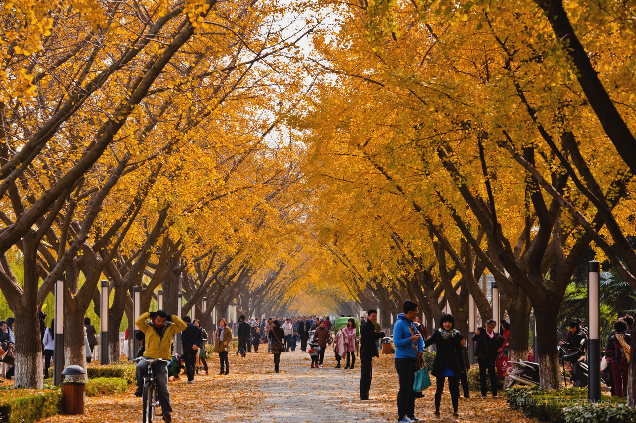 扬州黄金大道摄影图片