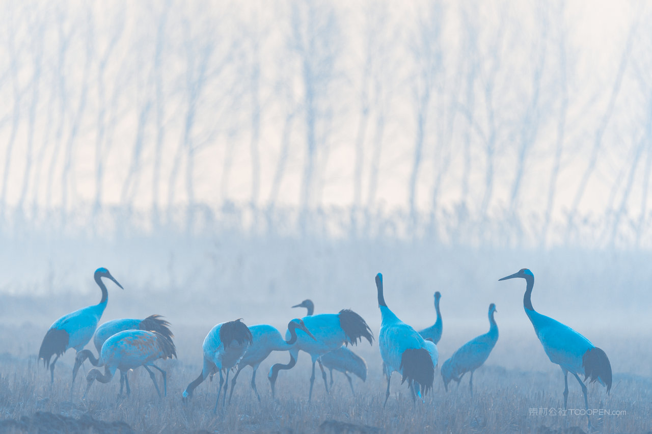 江苏盐城天鹅栖息地