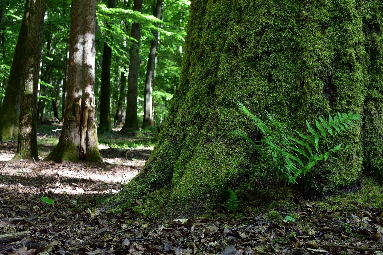 大树苔藓风景画图片