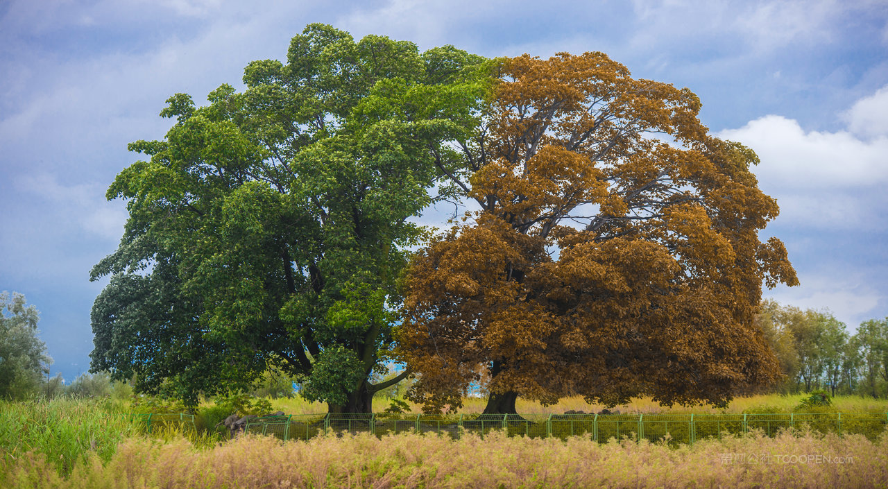 大理海舌生态公园夫妻树