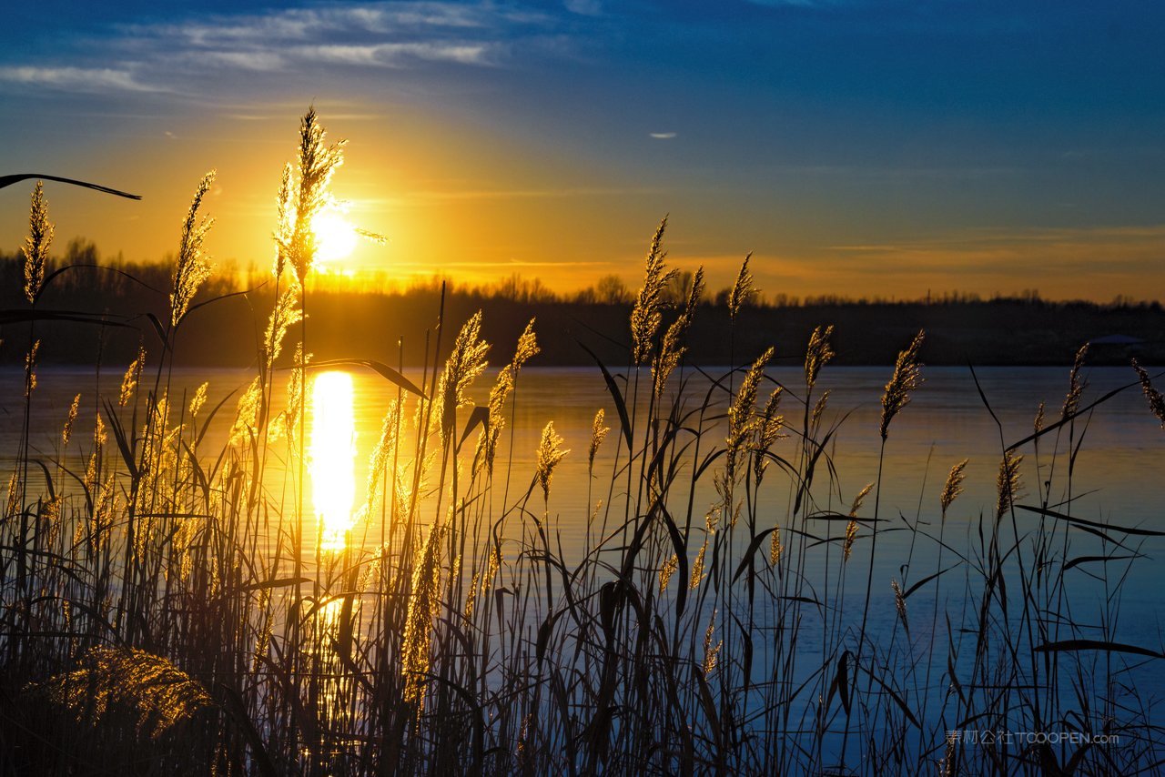 芦苇丛高清风景画图片