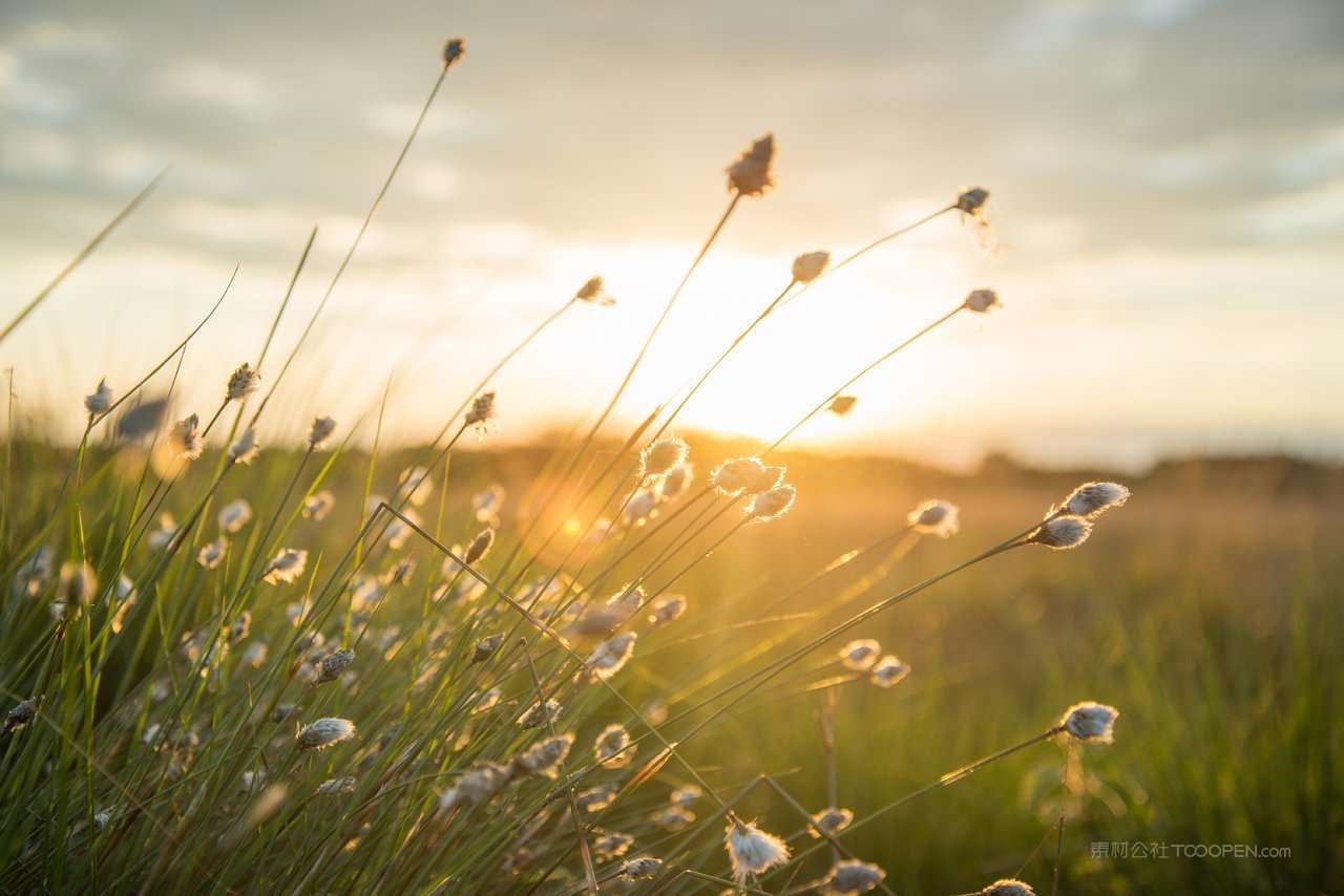 芦苇丛风景画图片