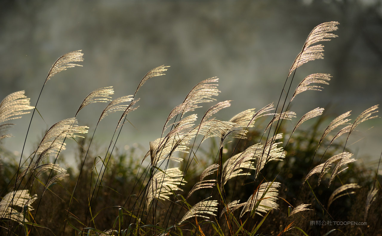 高清芦苇丛风景画