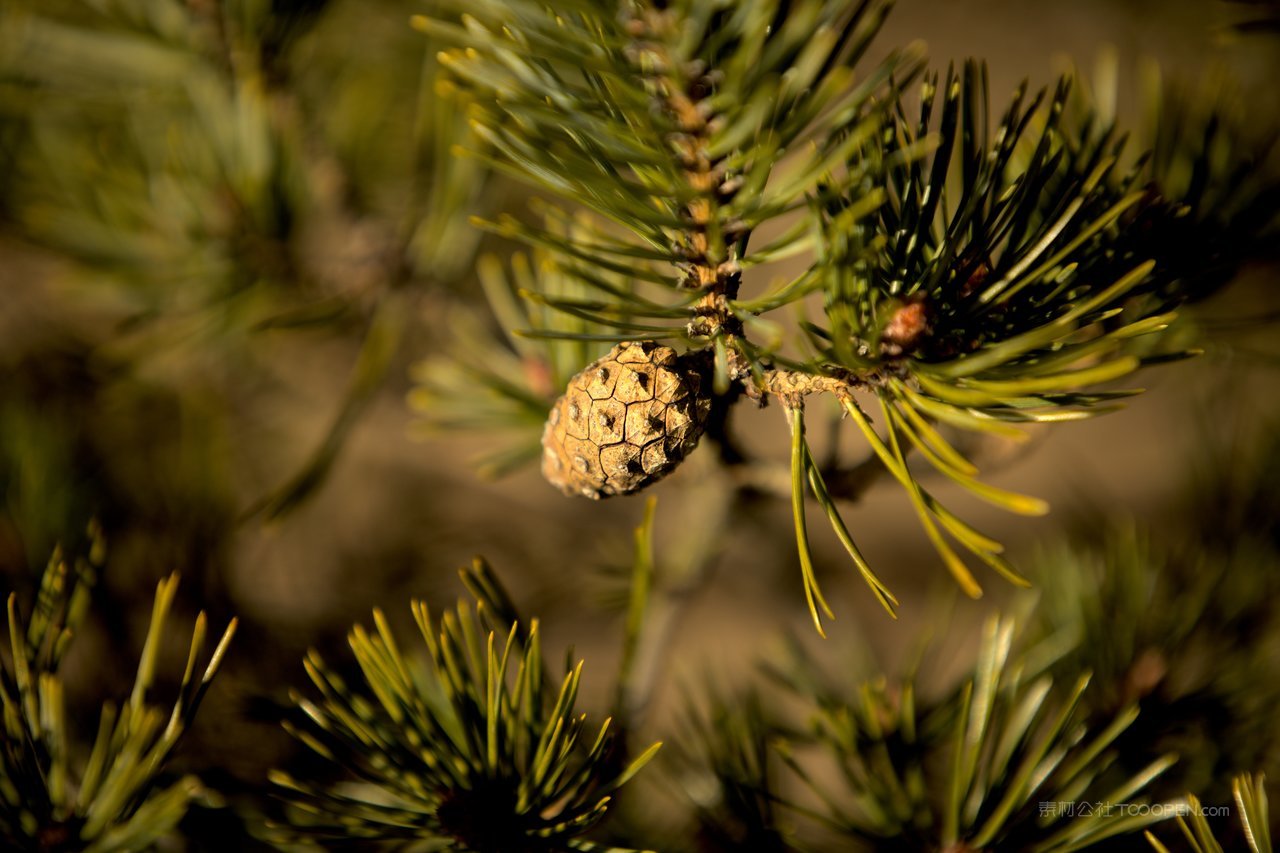 松树树枝高清风景画图片