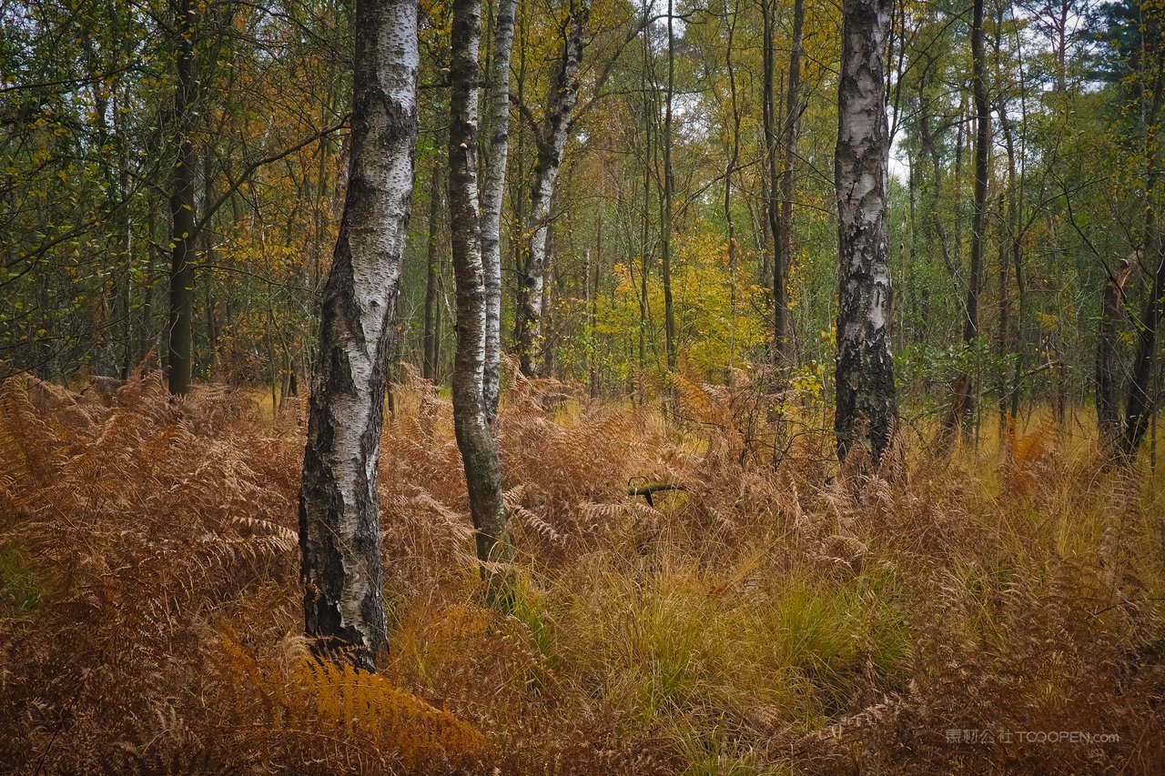 白桦树白桦林草地风景画