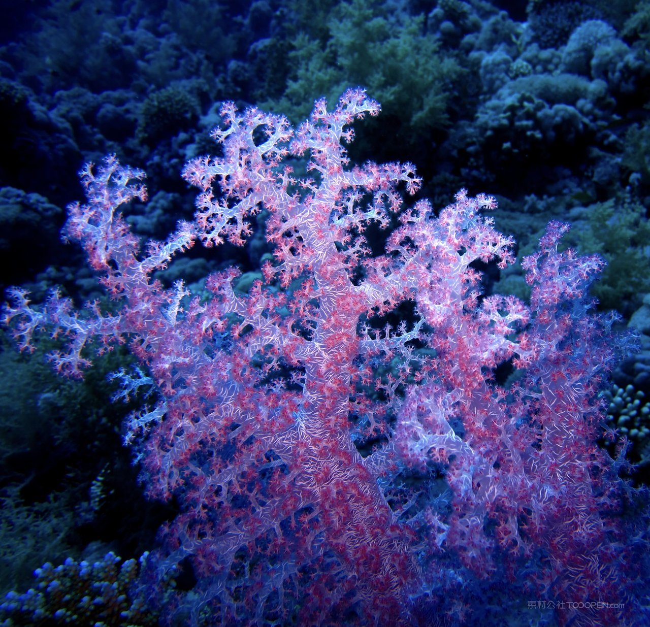 海底珊瑚高清风景画图片