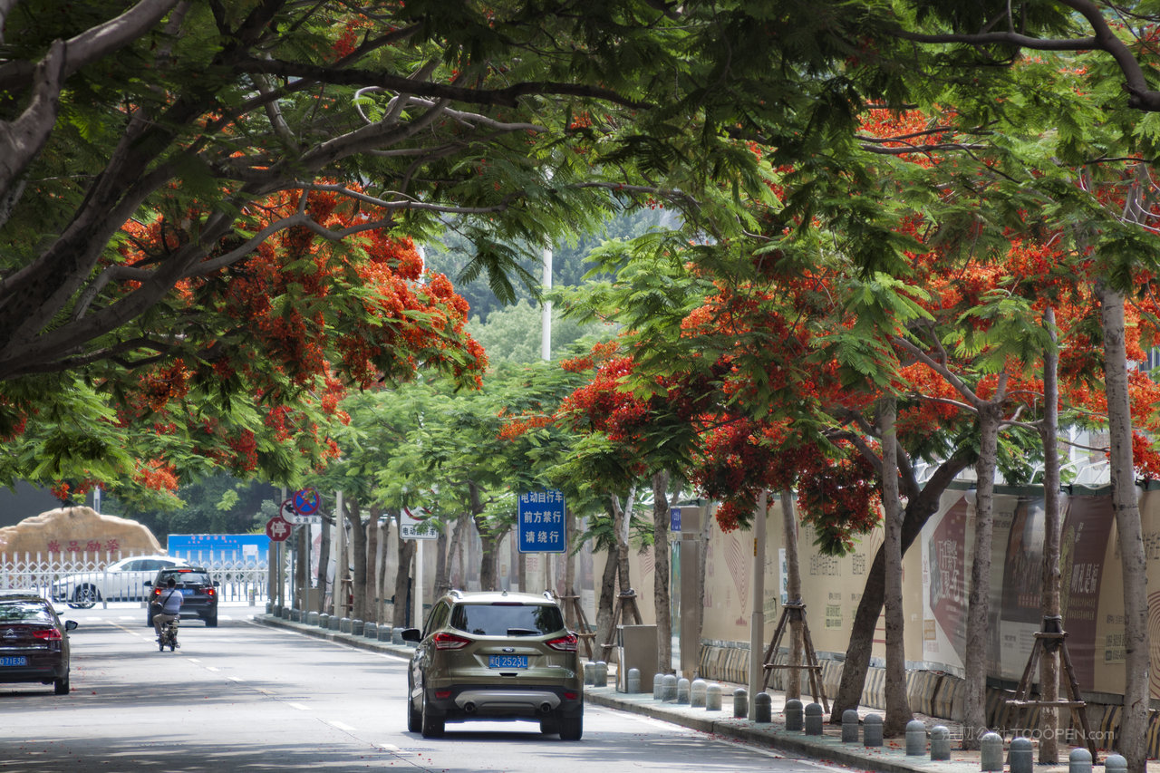 厦门凤凰木凤凰花开