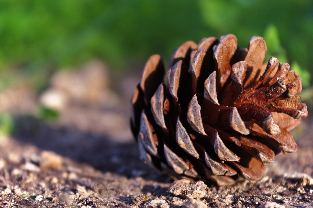 松树松果高清风景画图片