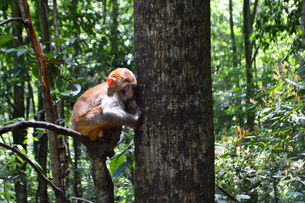 张家界旅游风景画大树猴子高清图片