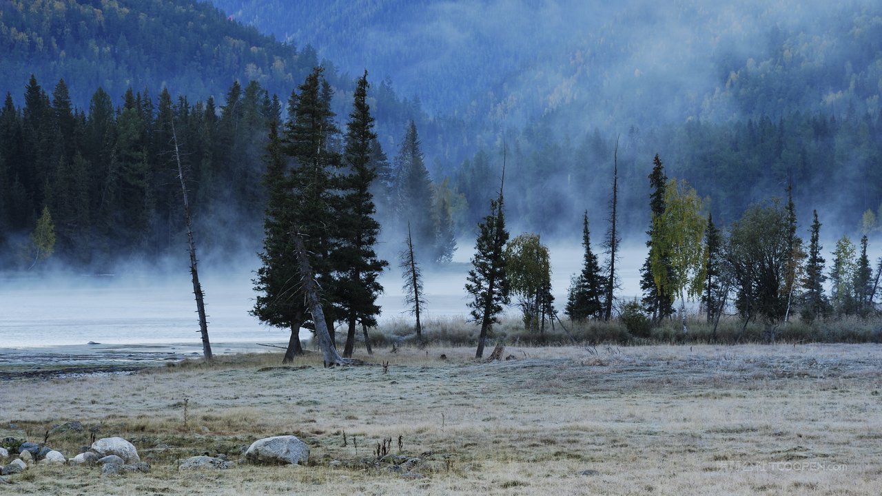 松树浓雾高清风景画