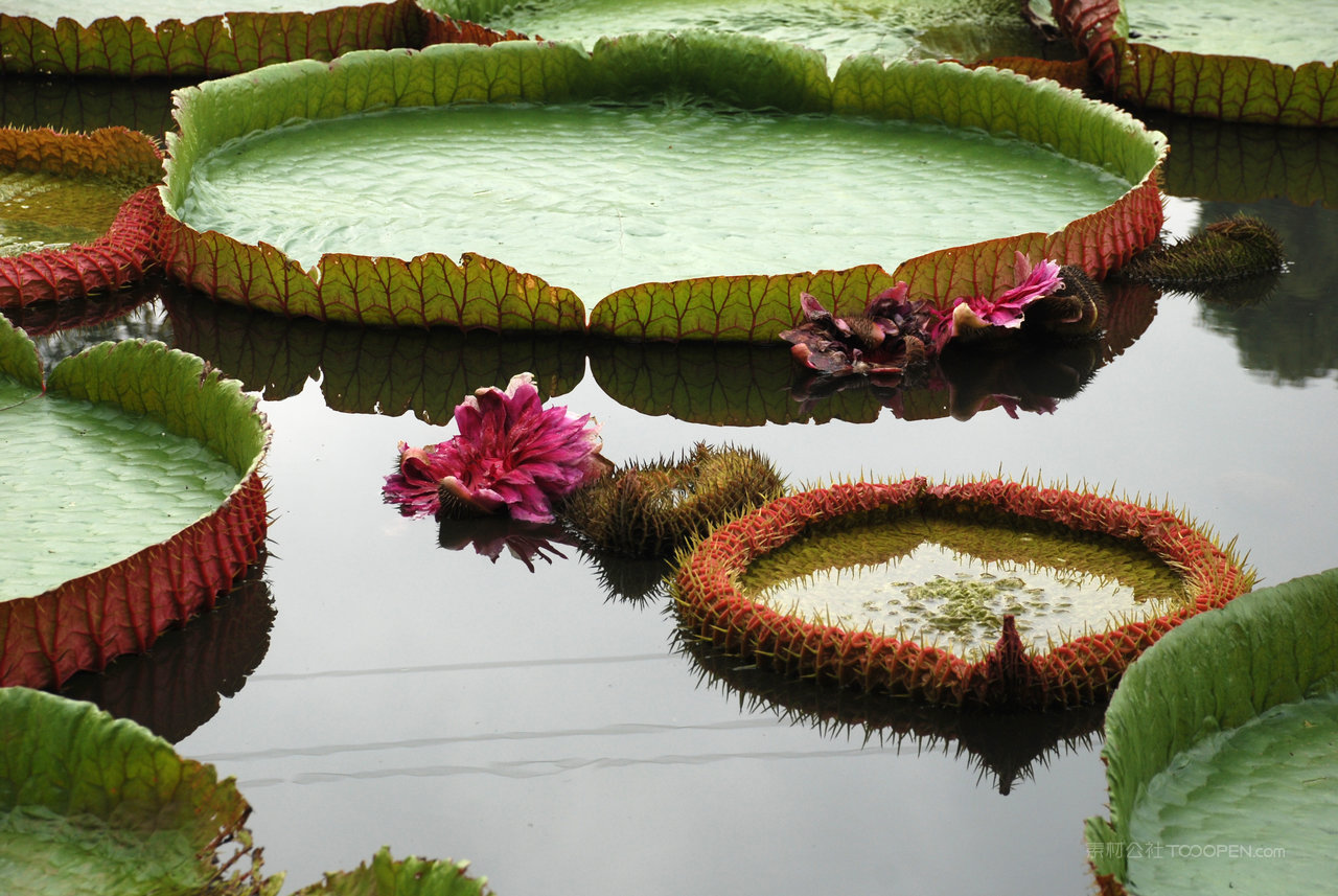 王莲高清风景画