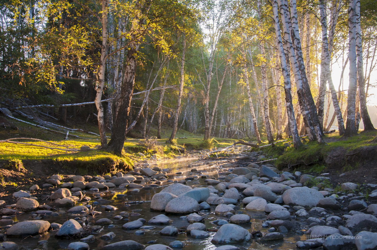 松树树林石头高清风景画图片