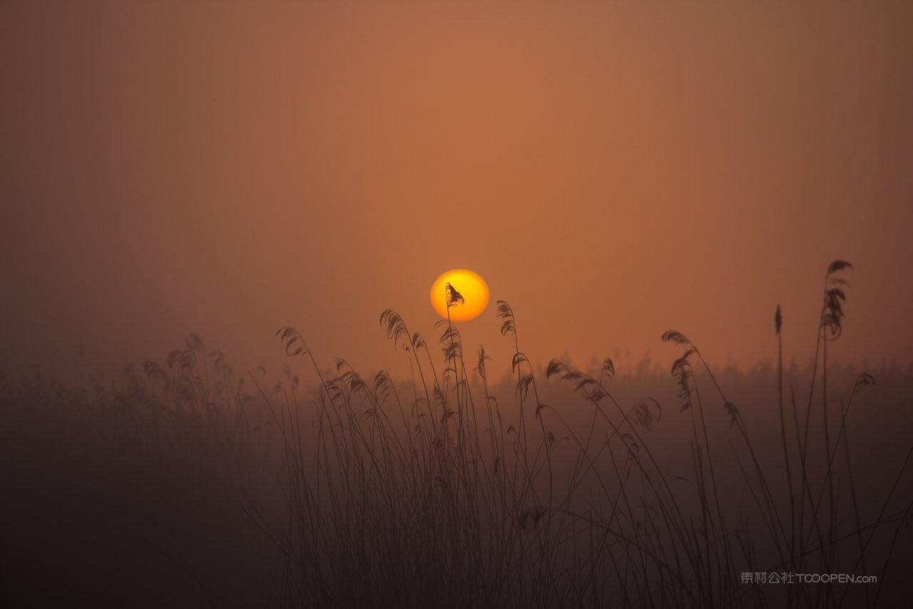 芦苇丛摄影图片
