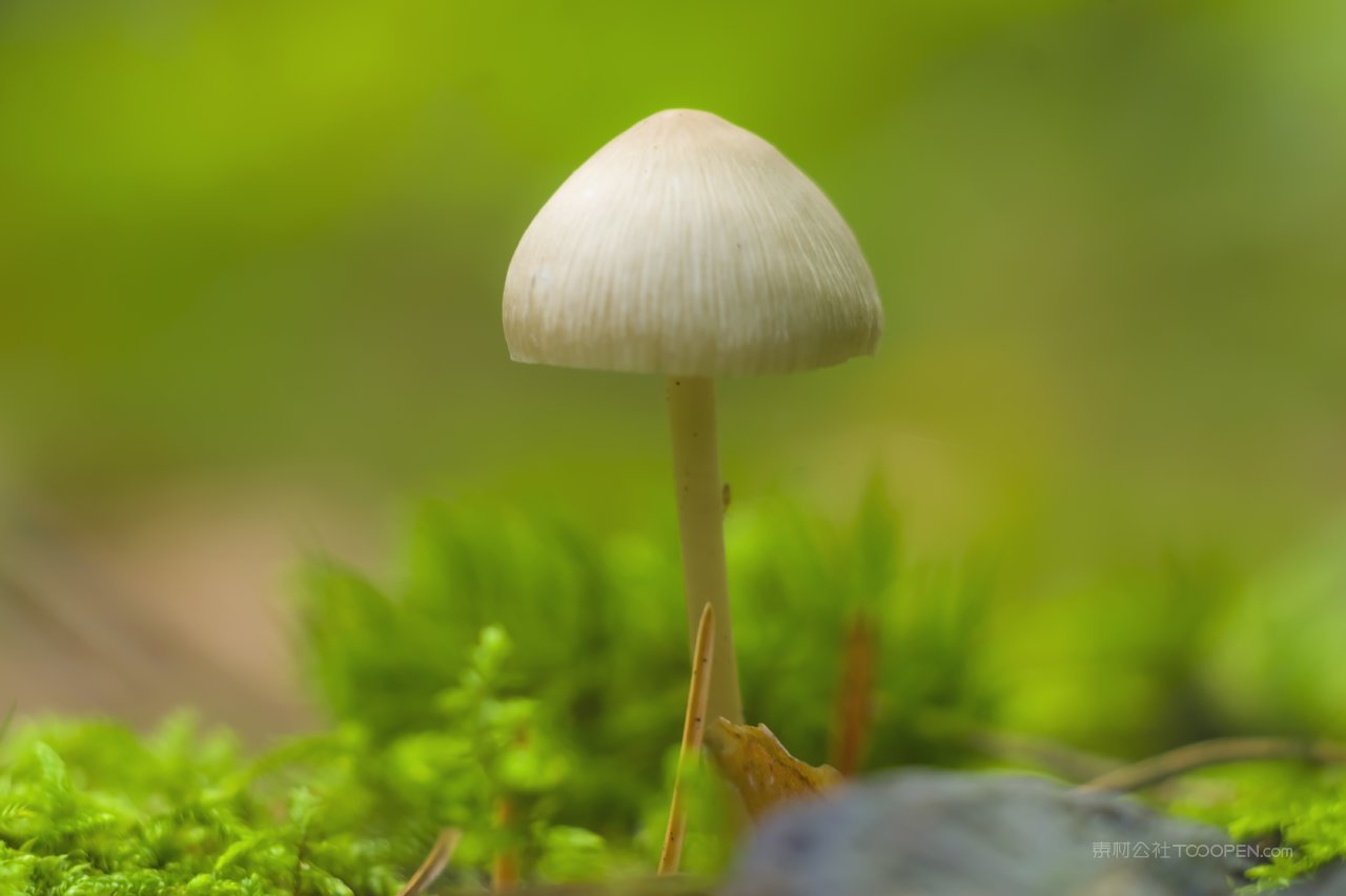 高清蘑菇草地