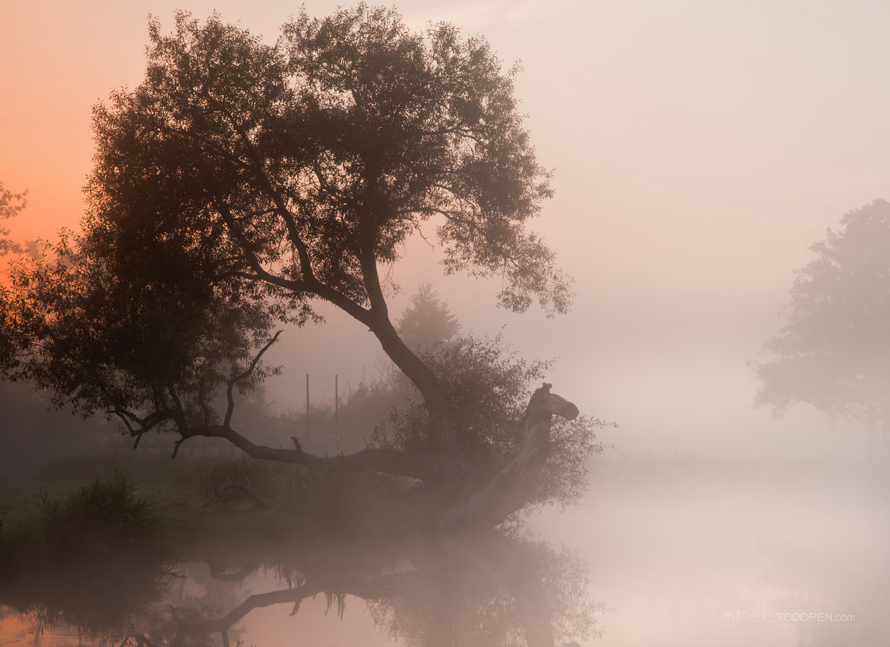 薄雾湖畔树风景画图片