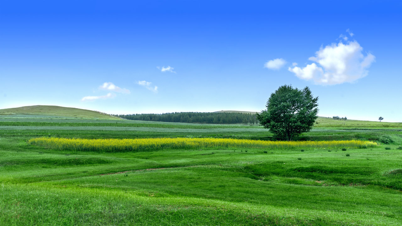 内蒙古武川油菜花地景观 (2)