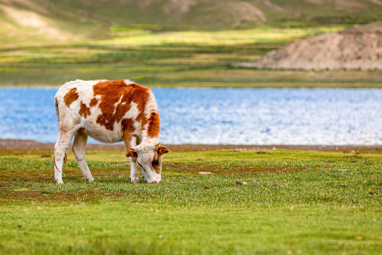 西藏风光风景画图片