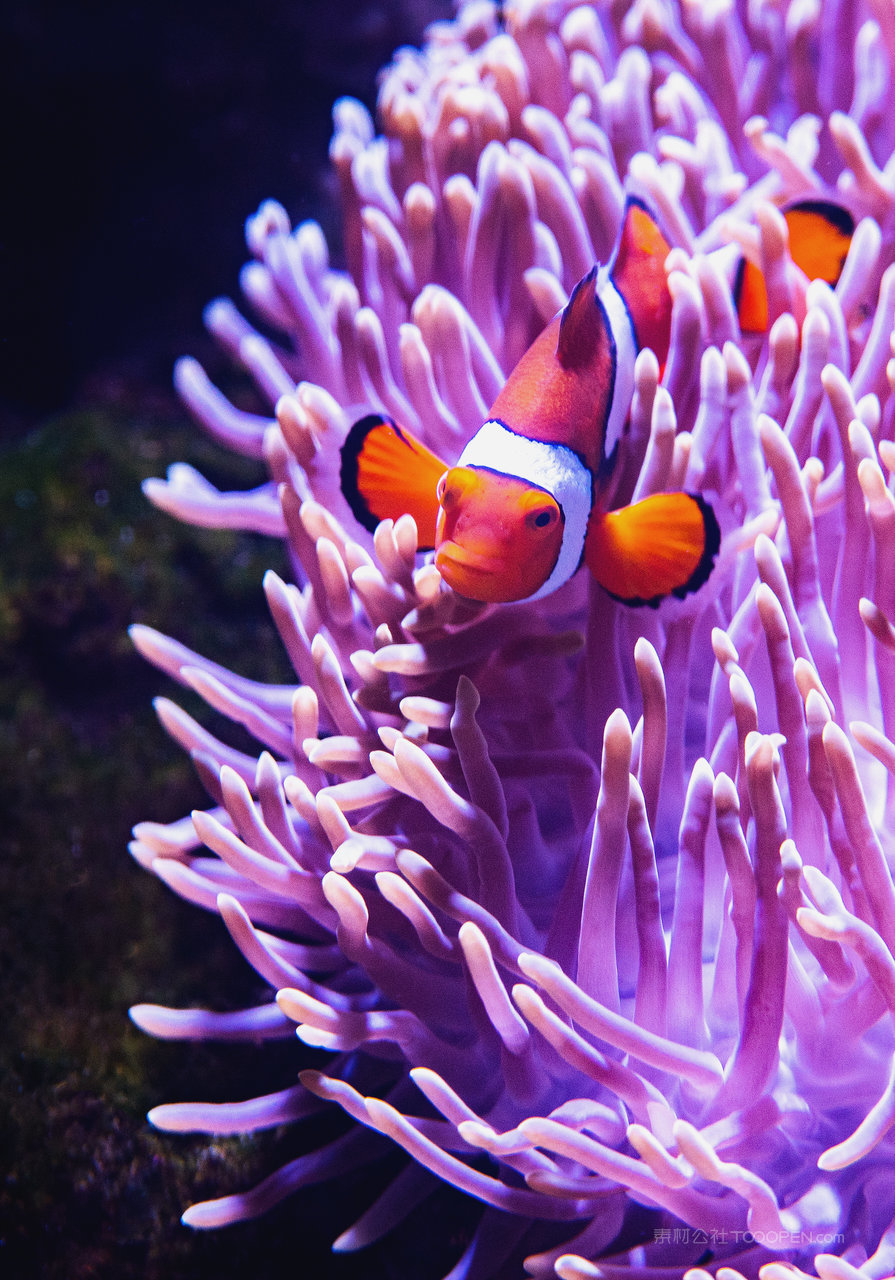 海底珊瑚游鱼风景画图片