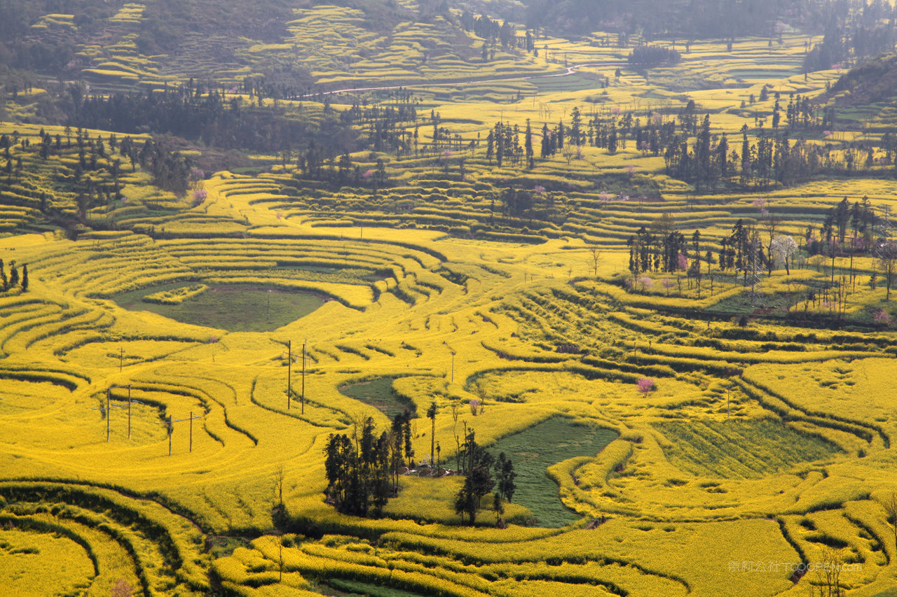 罗平油菜花摄影图片