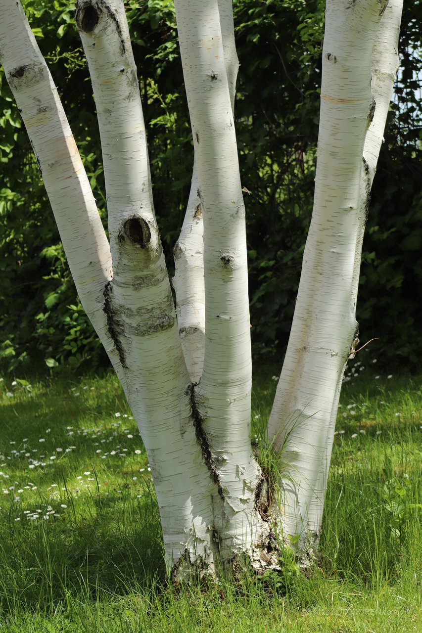 白桦树草地风景画图片