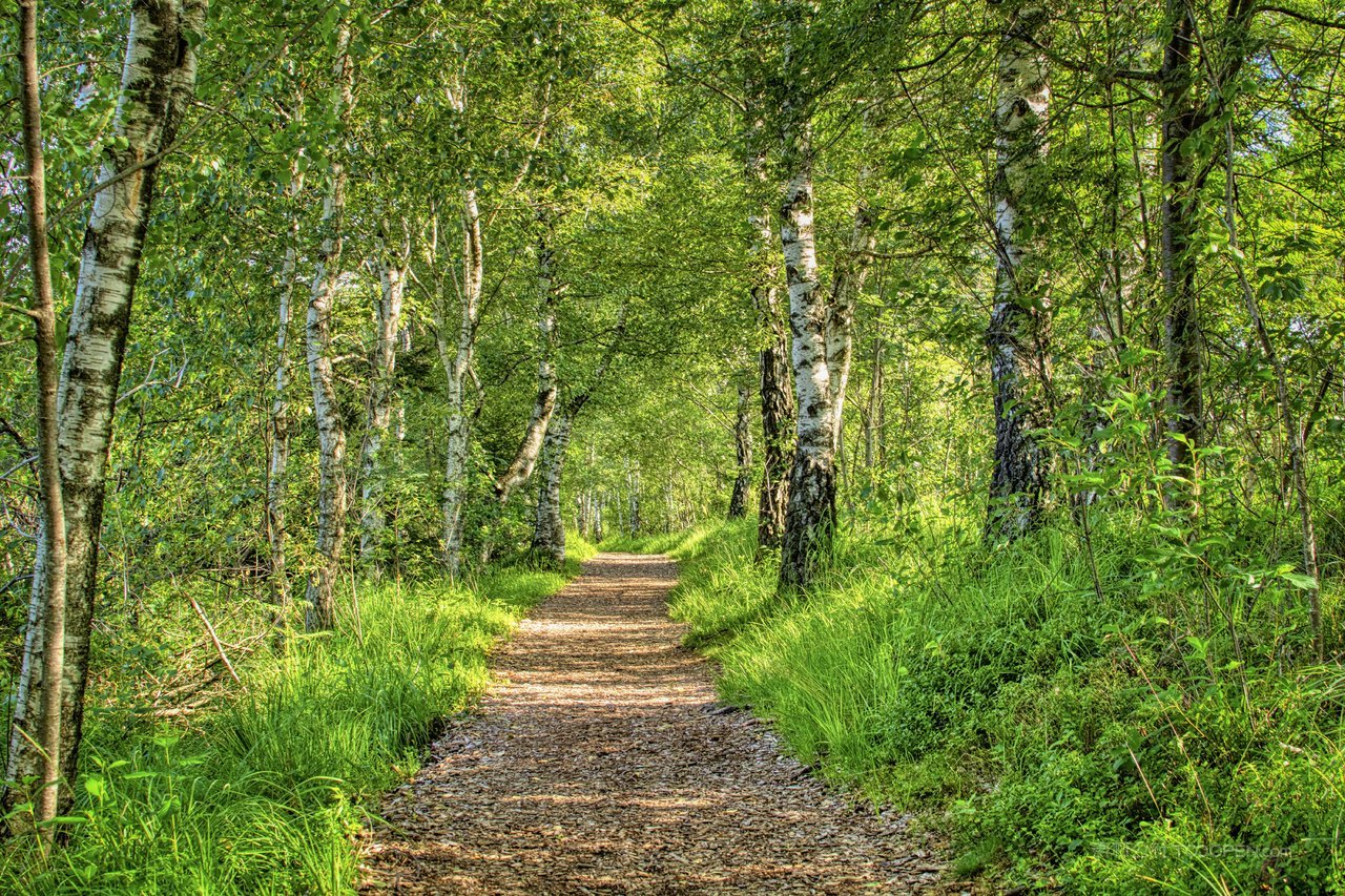 白桦树白桦林风景画图片