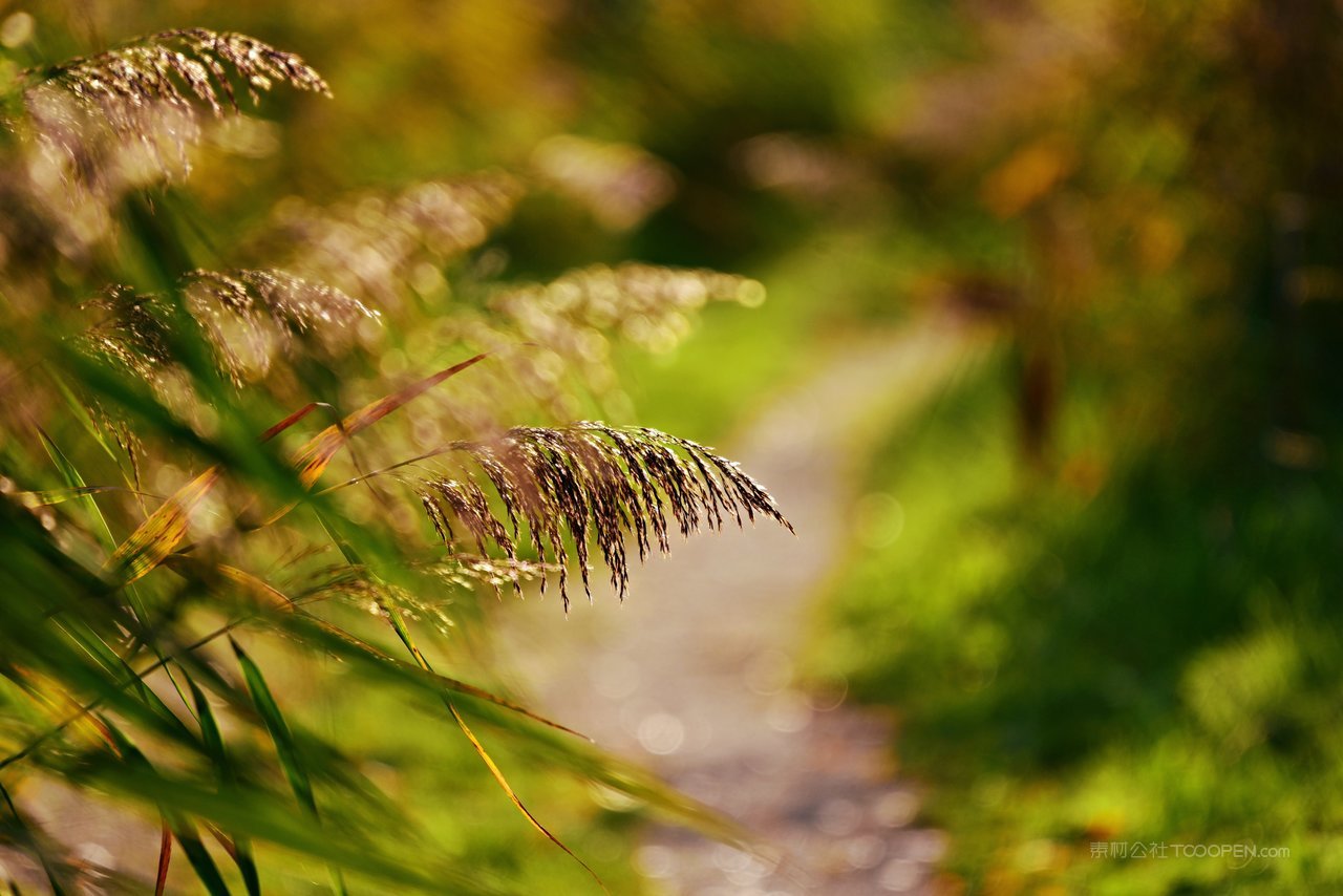 芦苇丛高清摄影图