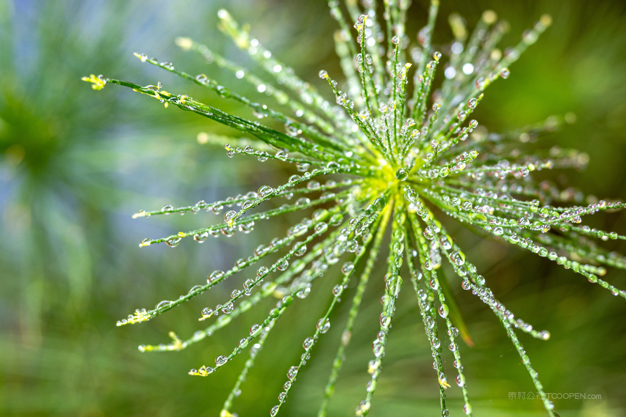 松树枝高清风景画图片