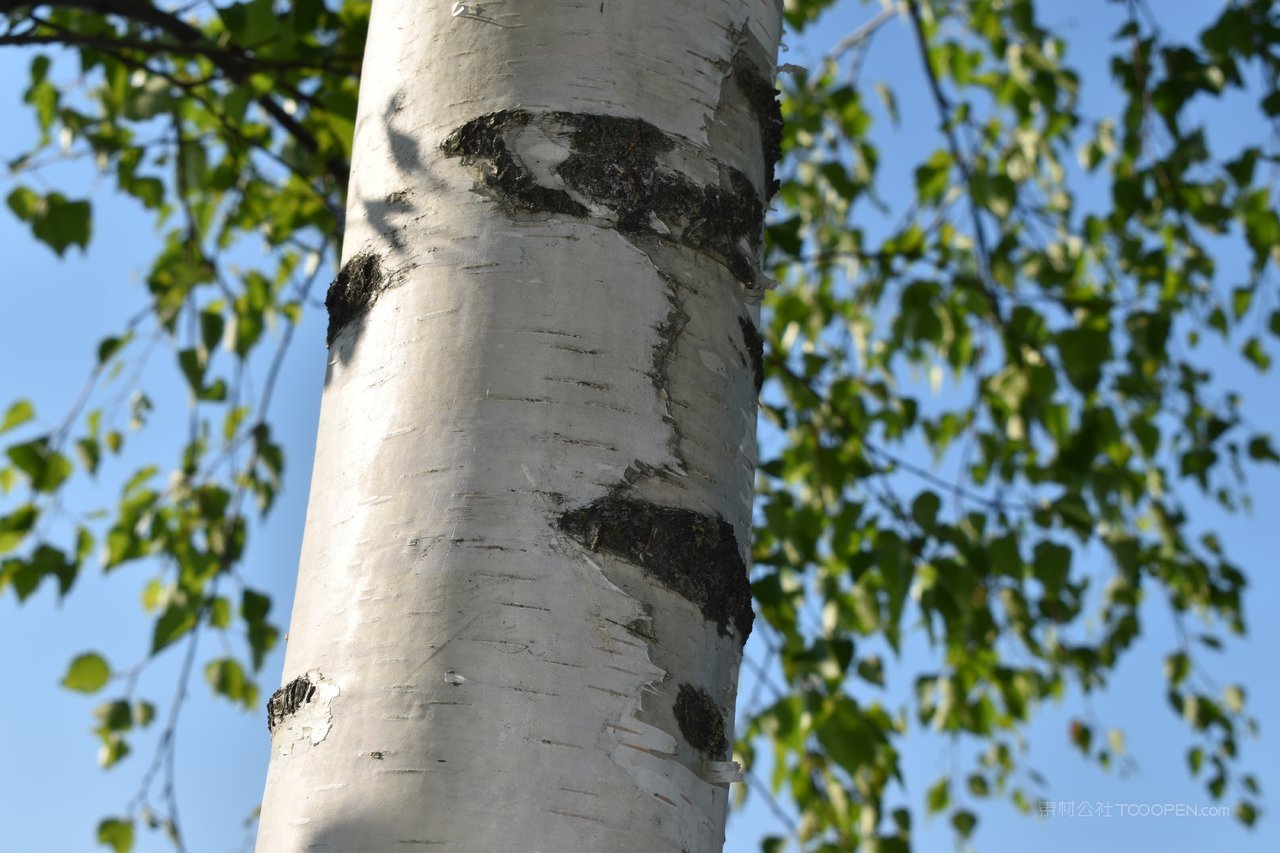 白桦树大树图片