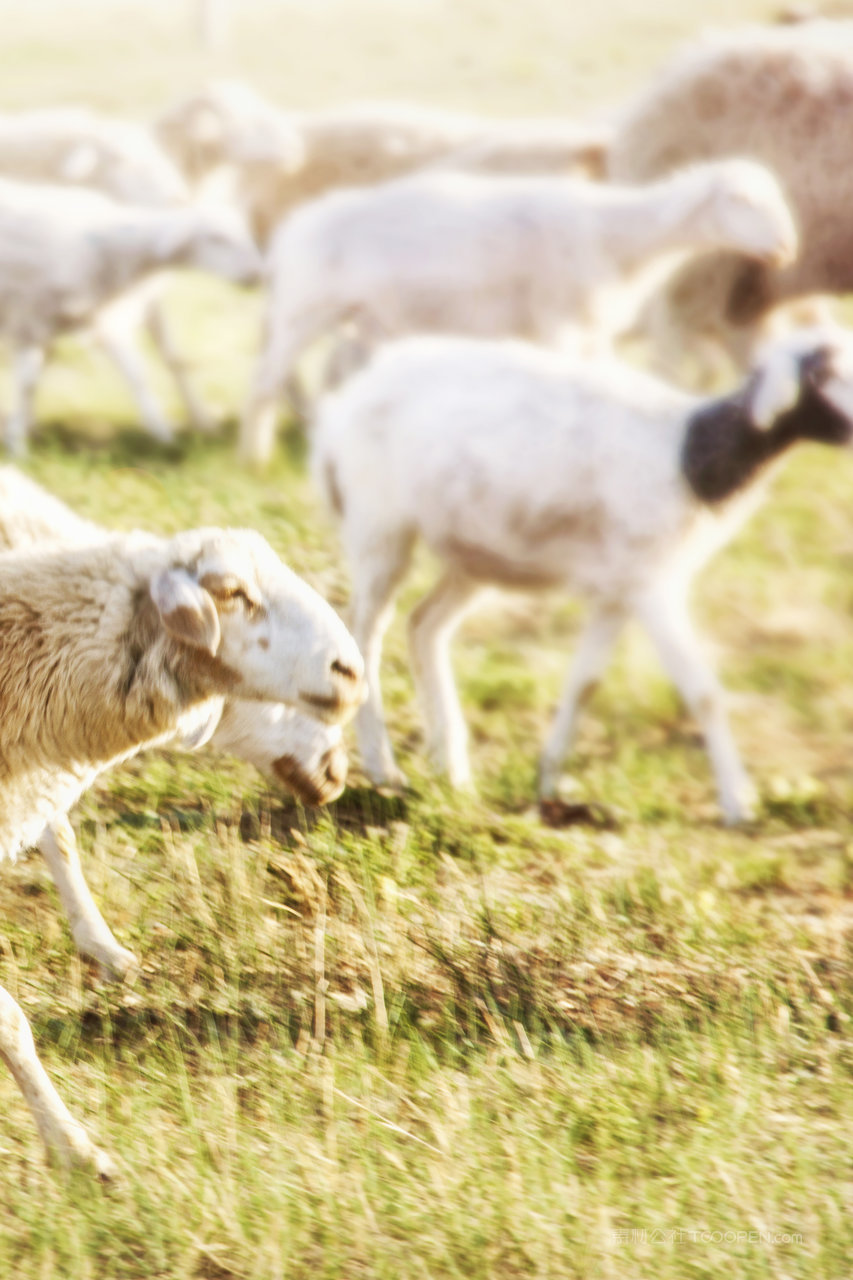 内蒙古锡林郭勒大草原羊群