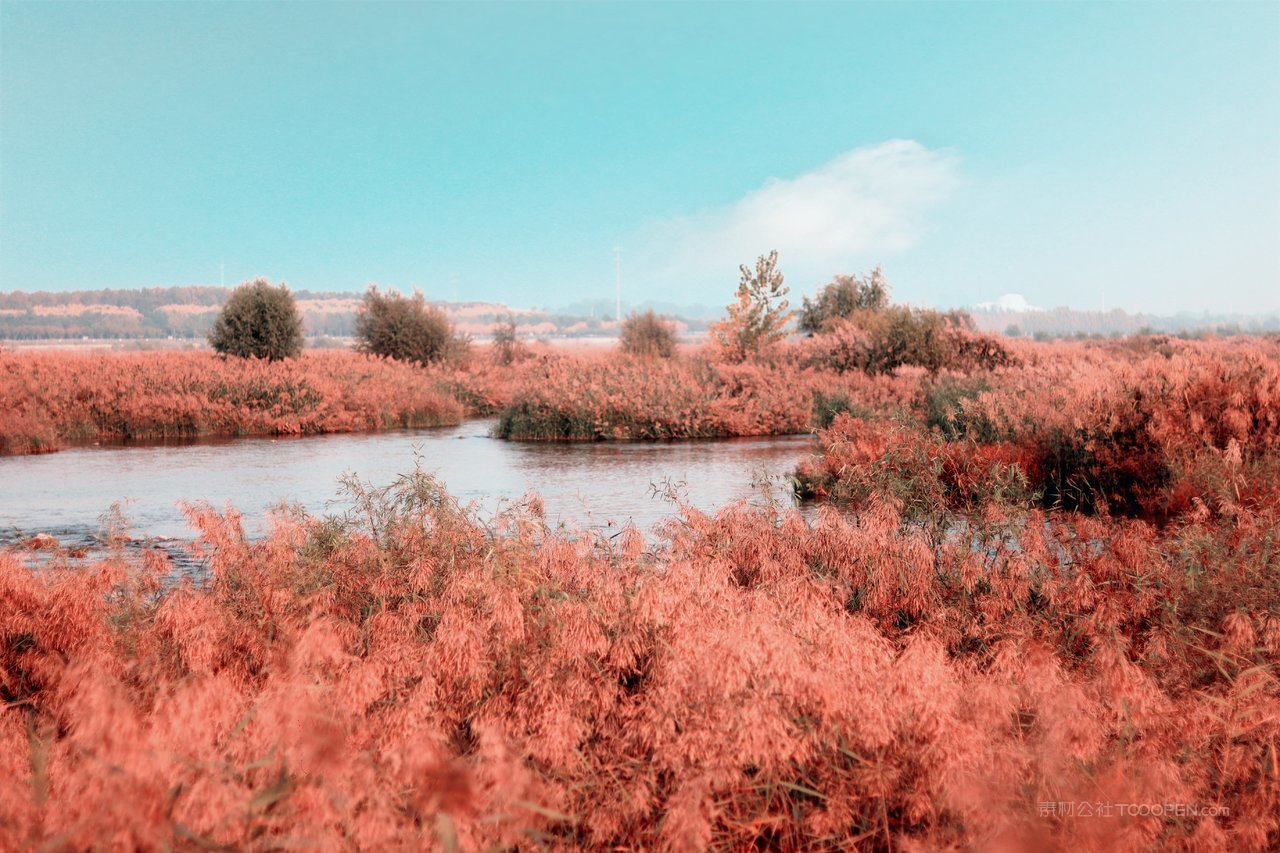 高清芦苇丛风景画