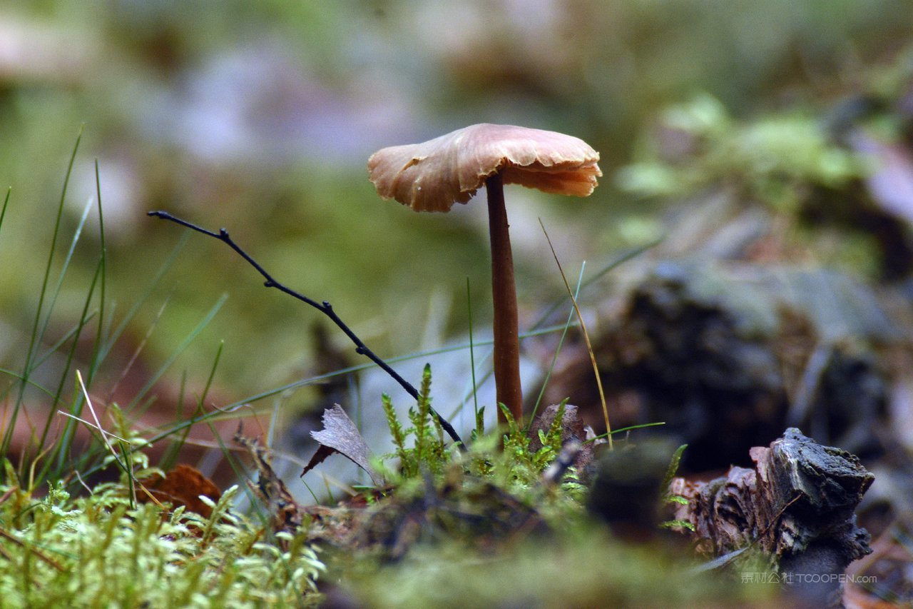 高清苔藓蘑菇图片