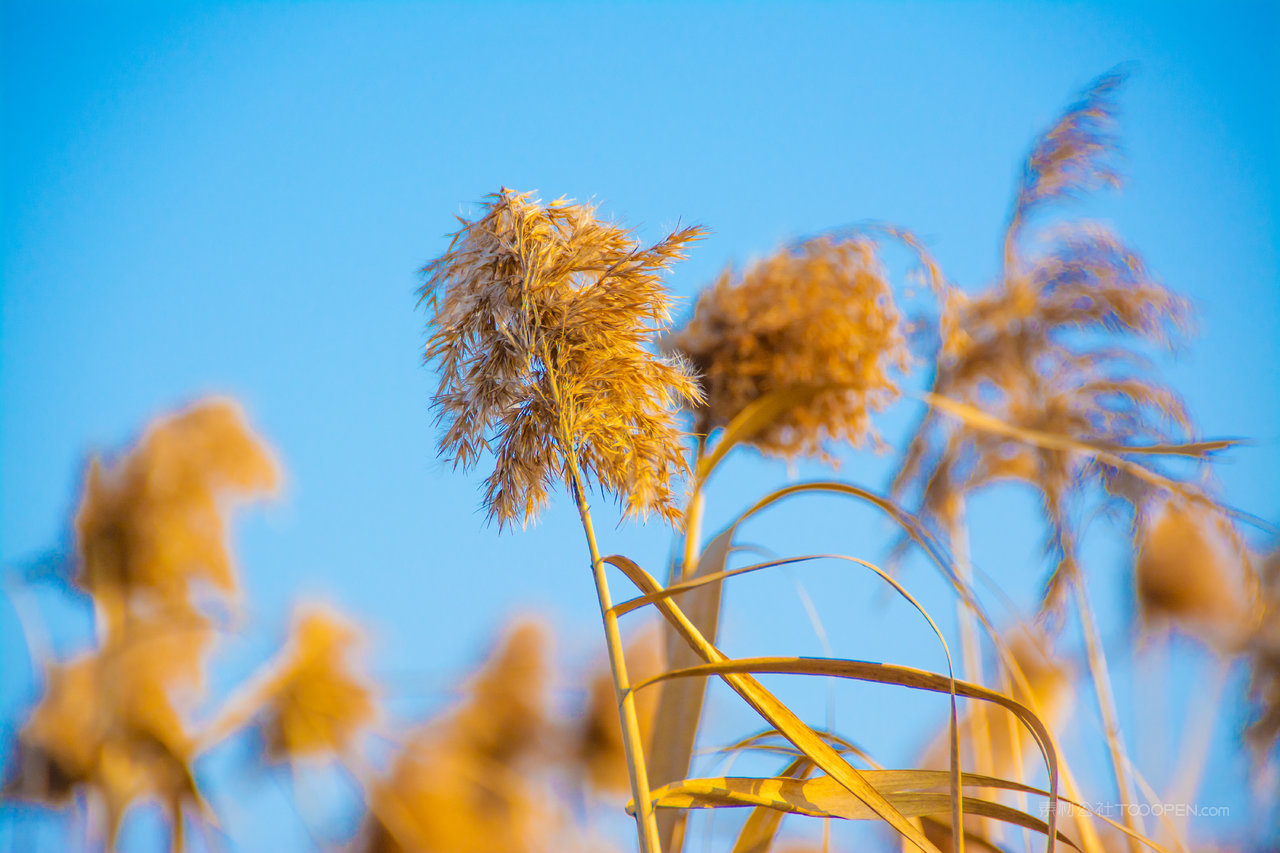 芦苇丛图片素材
