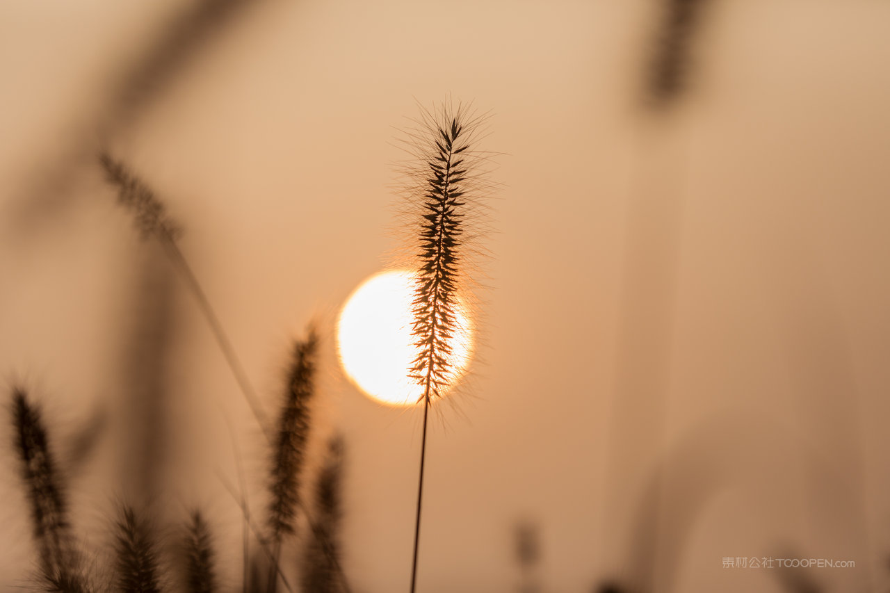 芦苇丛唯美风景画