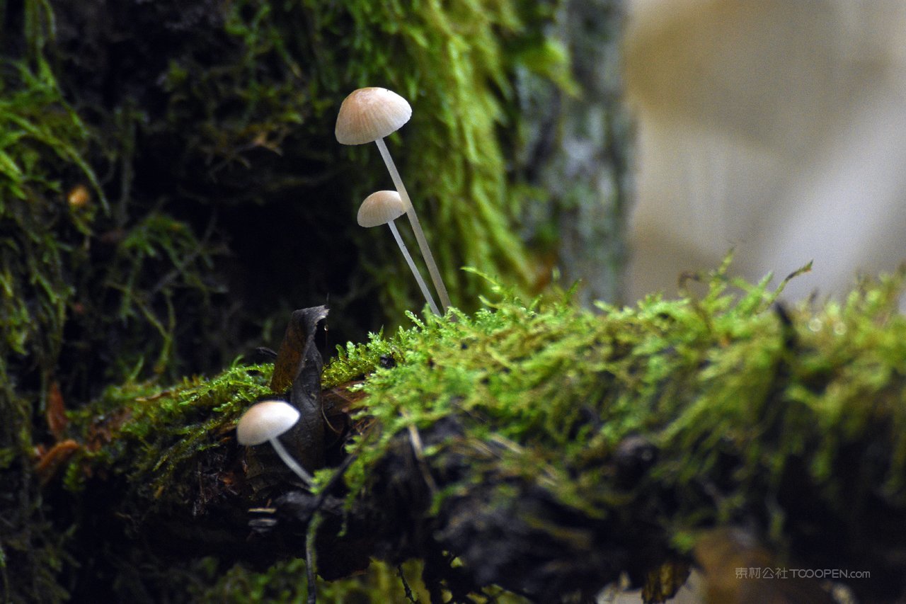 蘑菇苔藓图片